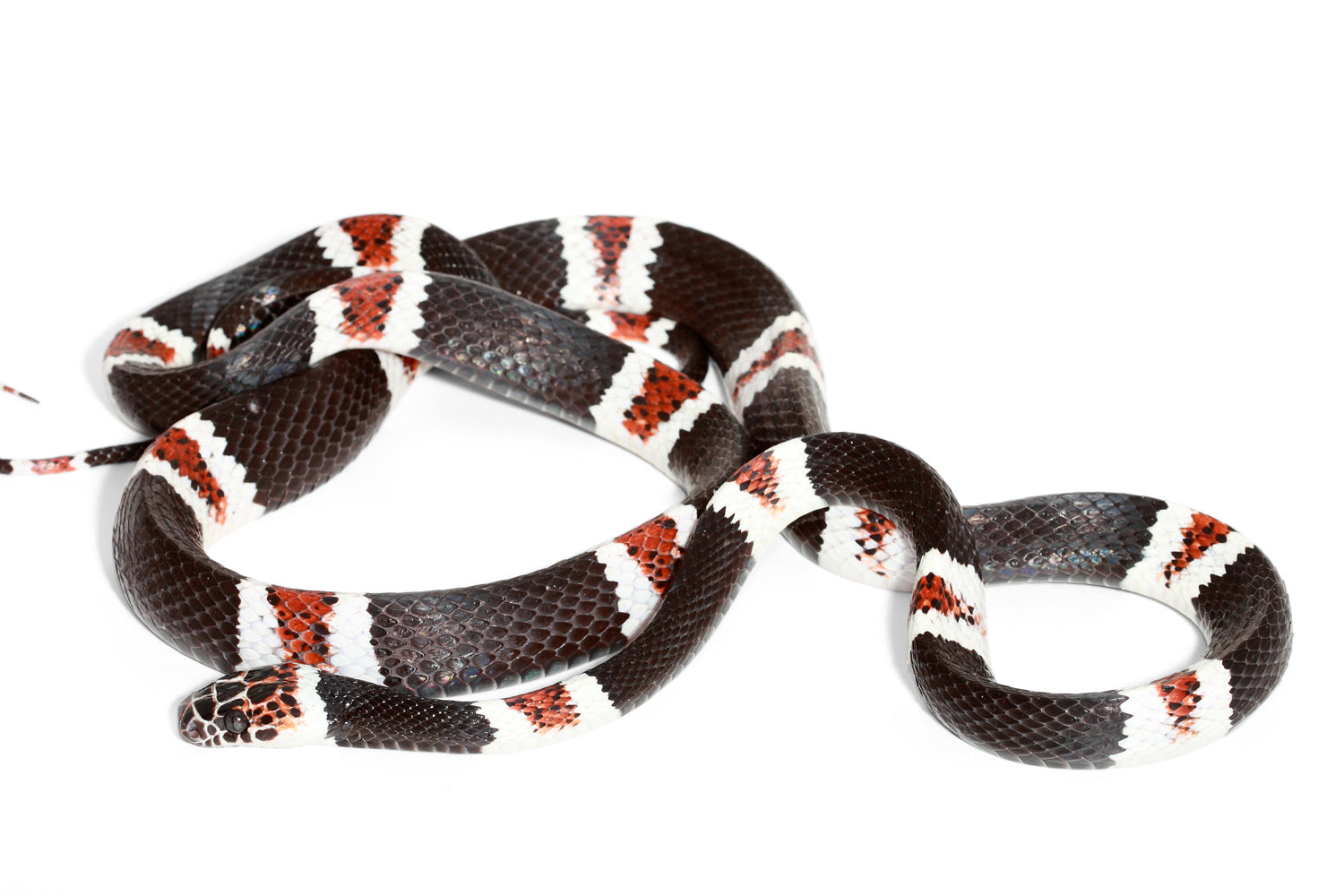 Collar Sisa - Falsa coral anillada amazónica (Rhinobothryum lentiginosum)