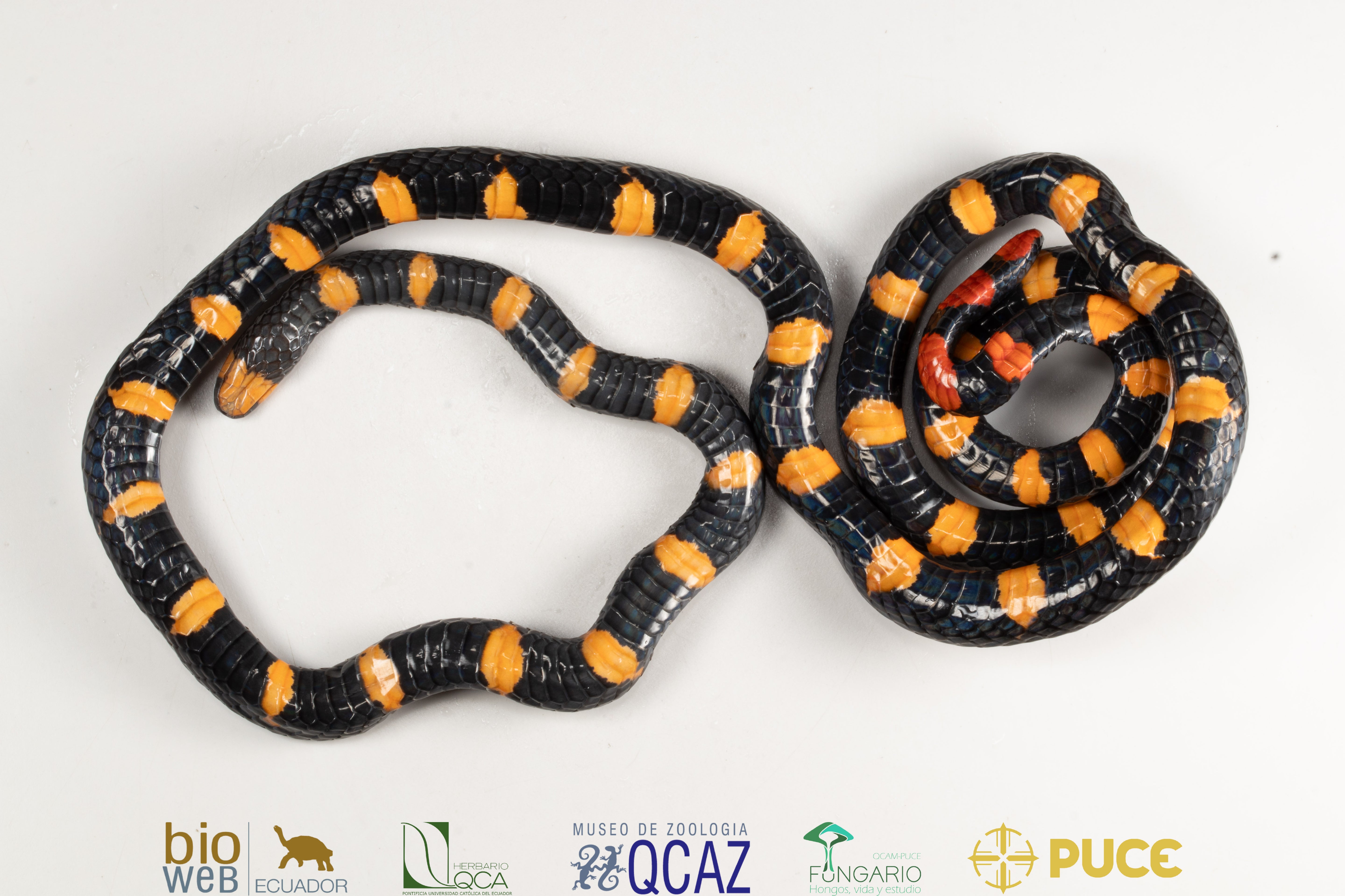 Foto: Diego A. Paucar - BIOWEB https://bioweb.bio