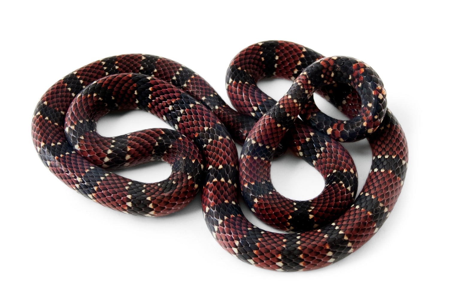 Collar Sisa - Coral Ornamentada (Micrurus ornatissimus)