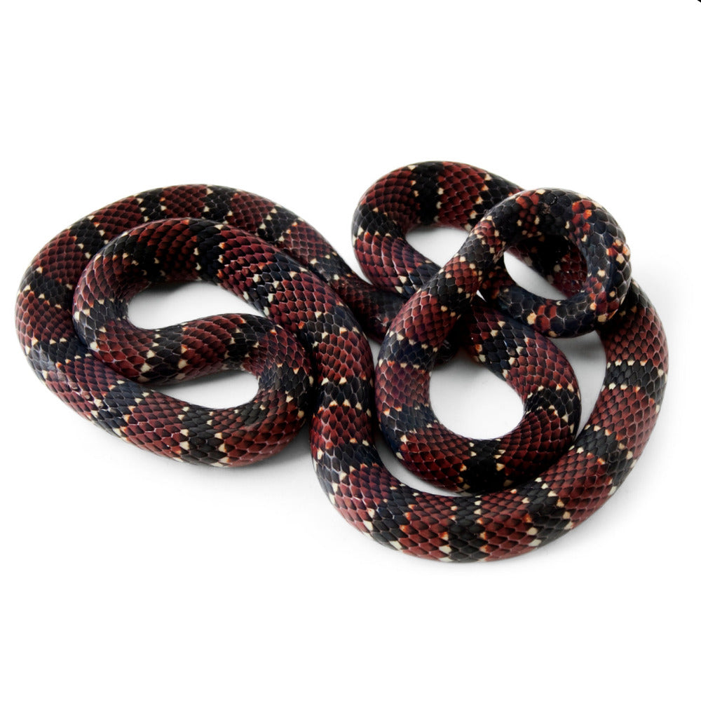 Sisa Necklace - Ornate Coralsnake (Micrurus ornatissimus)