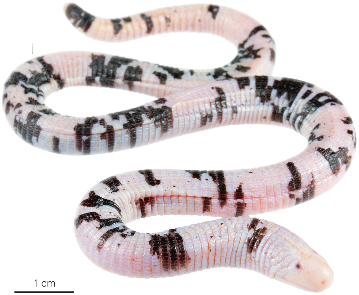Collar Jazmin - Pudridora Amazónica (Amphisbaena bassleri)