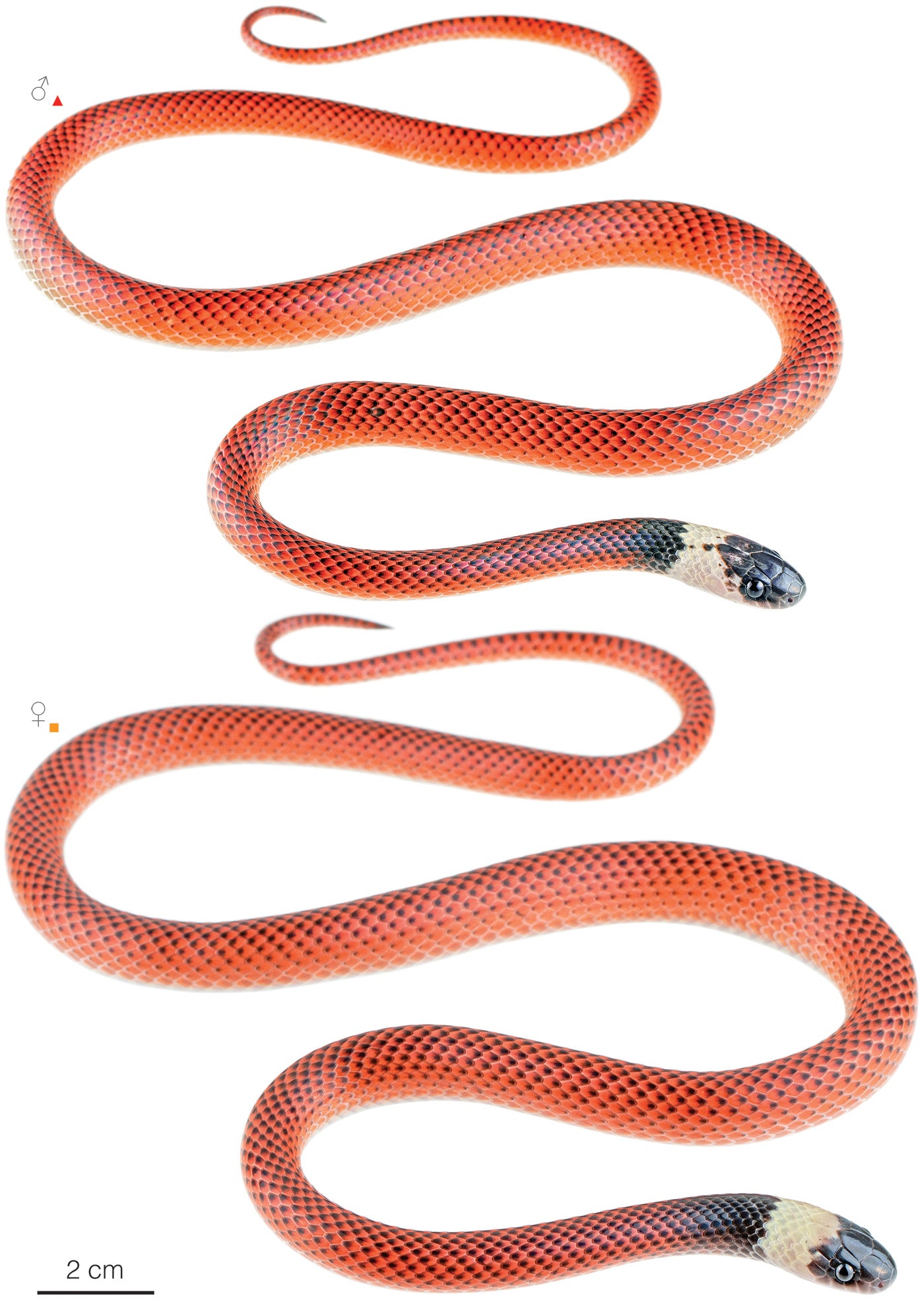 Collar Kaina - Falsa ratonera (Drepanoides anomalus)