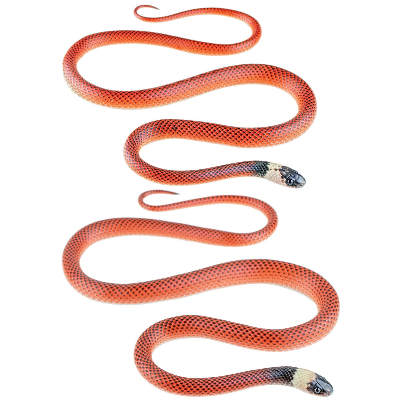 Kaina Necklace - Black-collared snake (Drepanoides anomalus)