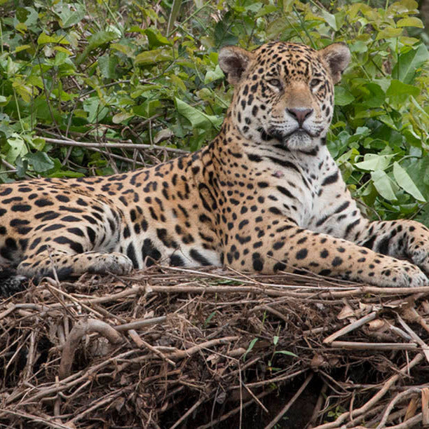Kaina Necklace - Jaguar (Panthera onca)