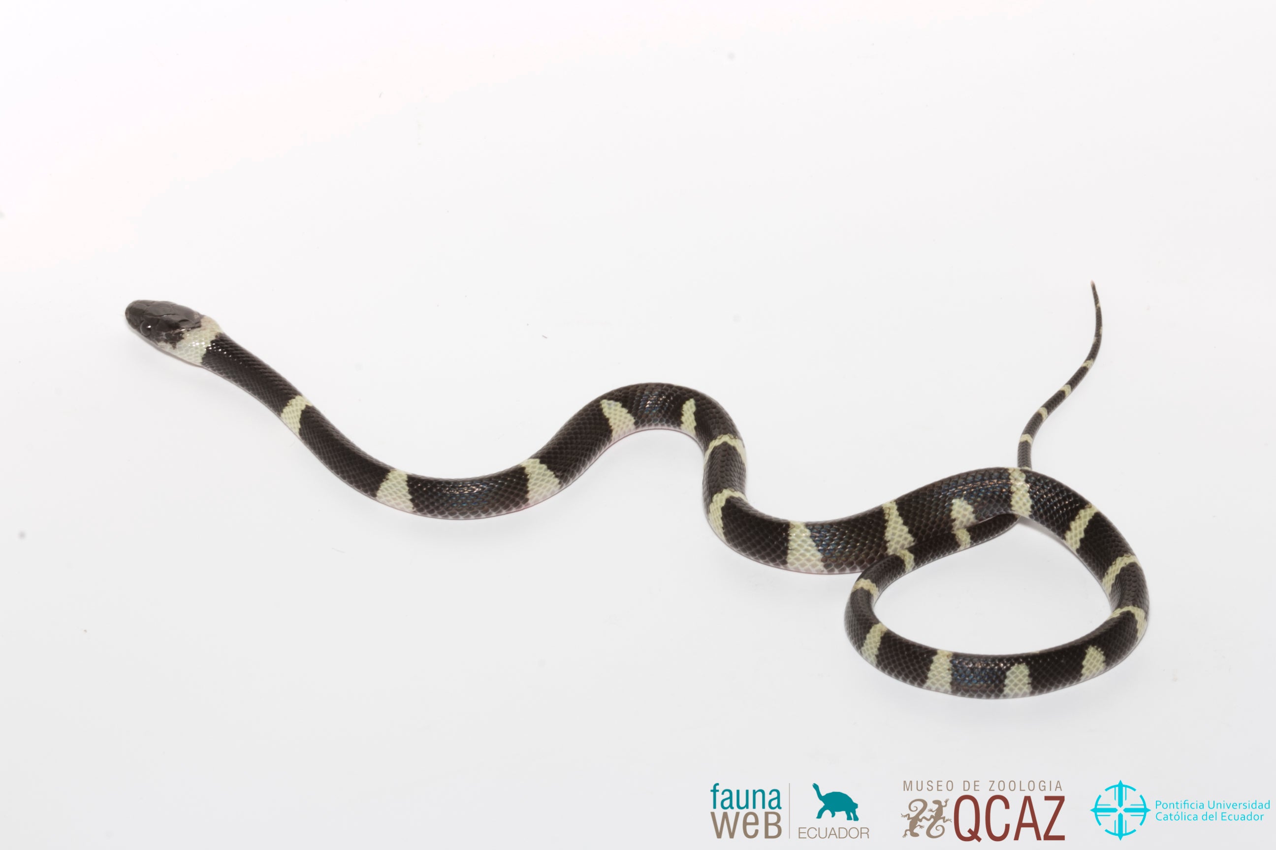 Collar Kaina - serpiente Bandas Calico (Oxyrhopus petola)