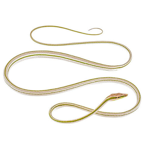 Kaina Necklace - Striped Sharpnose Snake (Xenoxybelis argenteus)