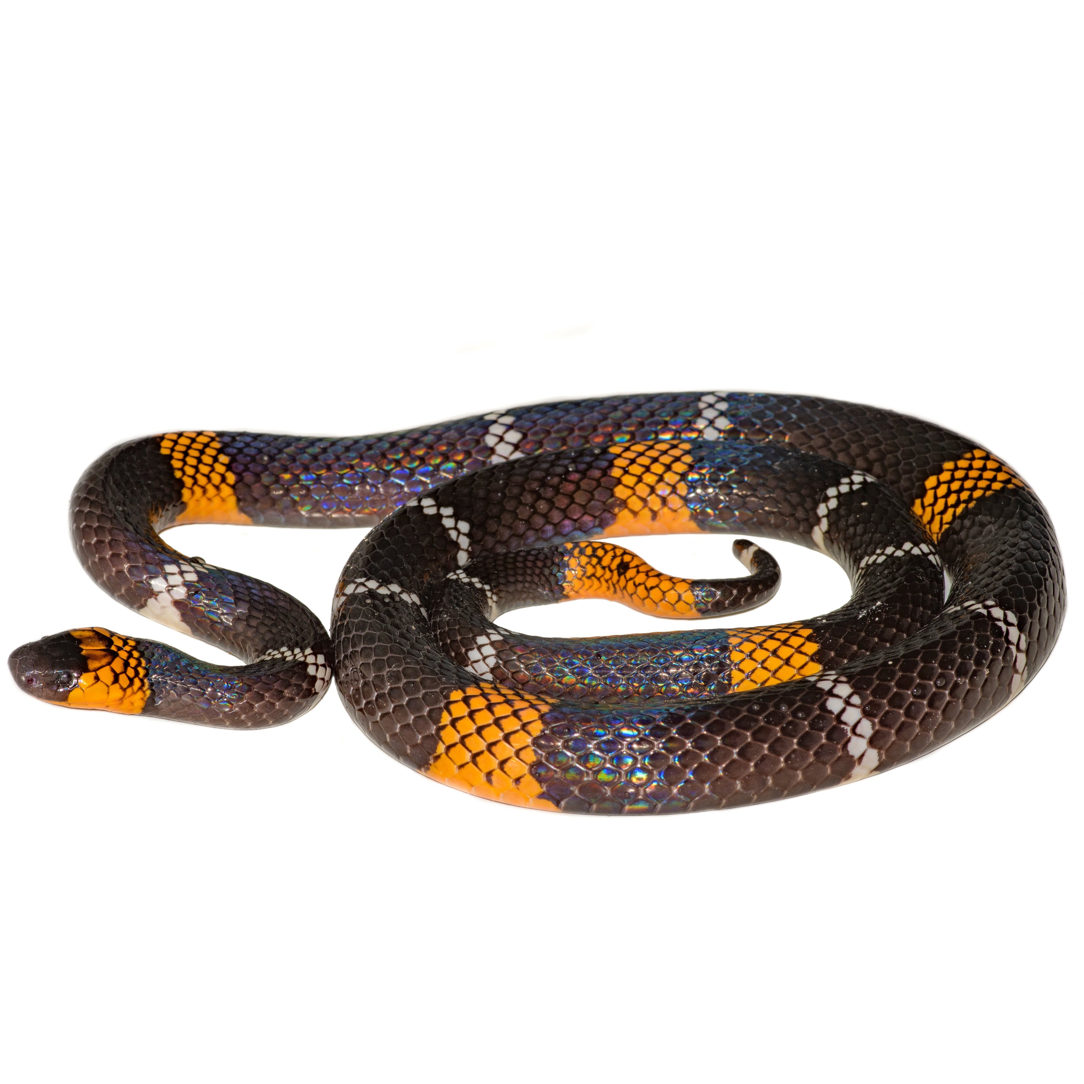 Sisa Necklace - Hemprich’s coral snake (Micrurus hemprichii)