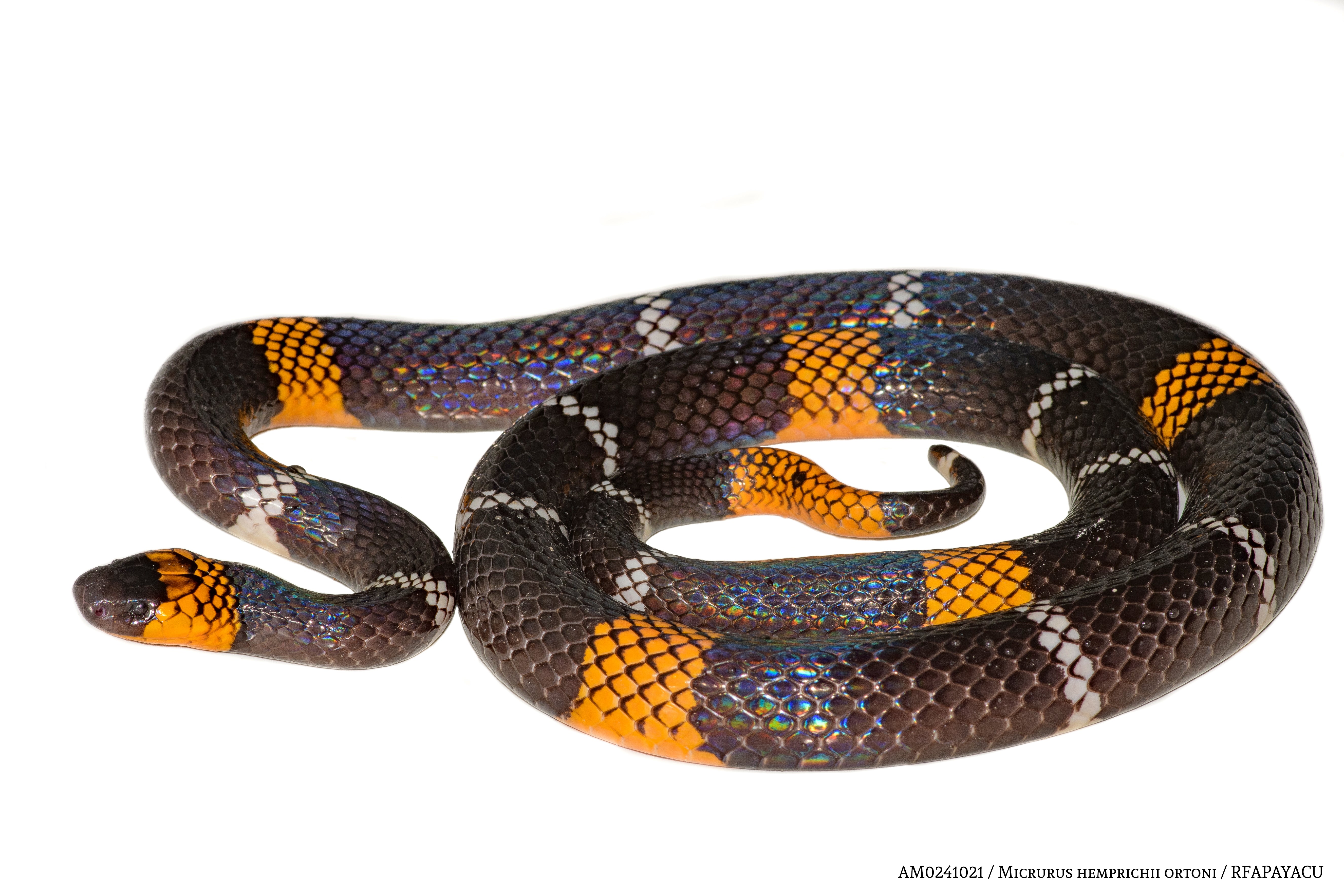 Collar Sisa - Coral de Hemprichii (Micrurus hemprichii)
