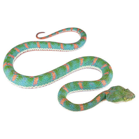 Kaina Necklace - Ecuadorian Eyelash-Pitviper (Bothriechis nitidus)