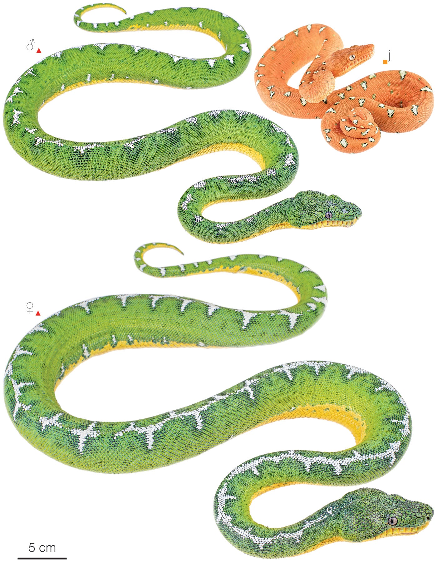Collar Jazmin - Boa Esmeralda (Corallus batesii)