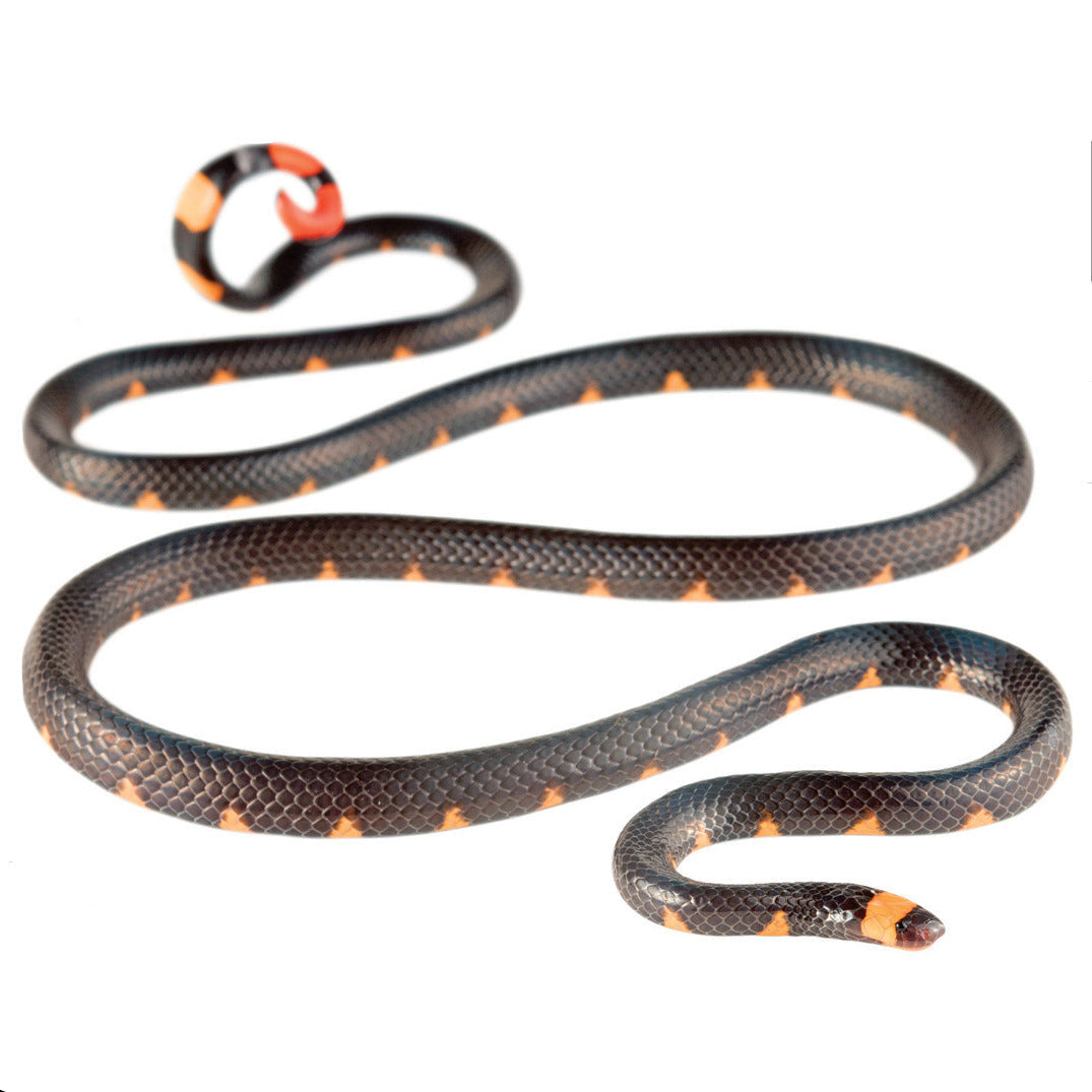 Kaina Necklace - Andean Blackback Coralsnake (Micrurus narduccii)