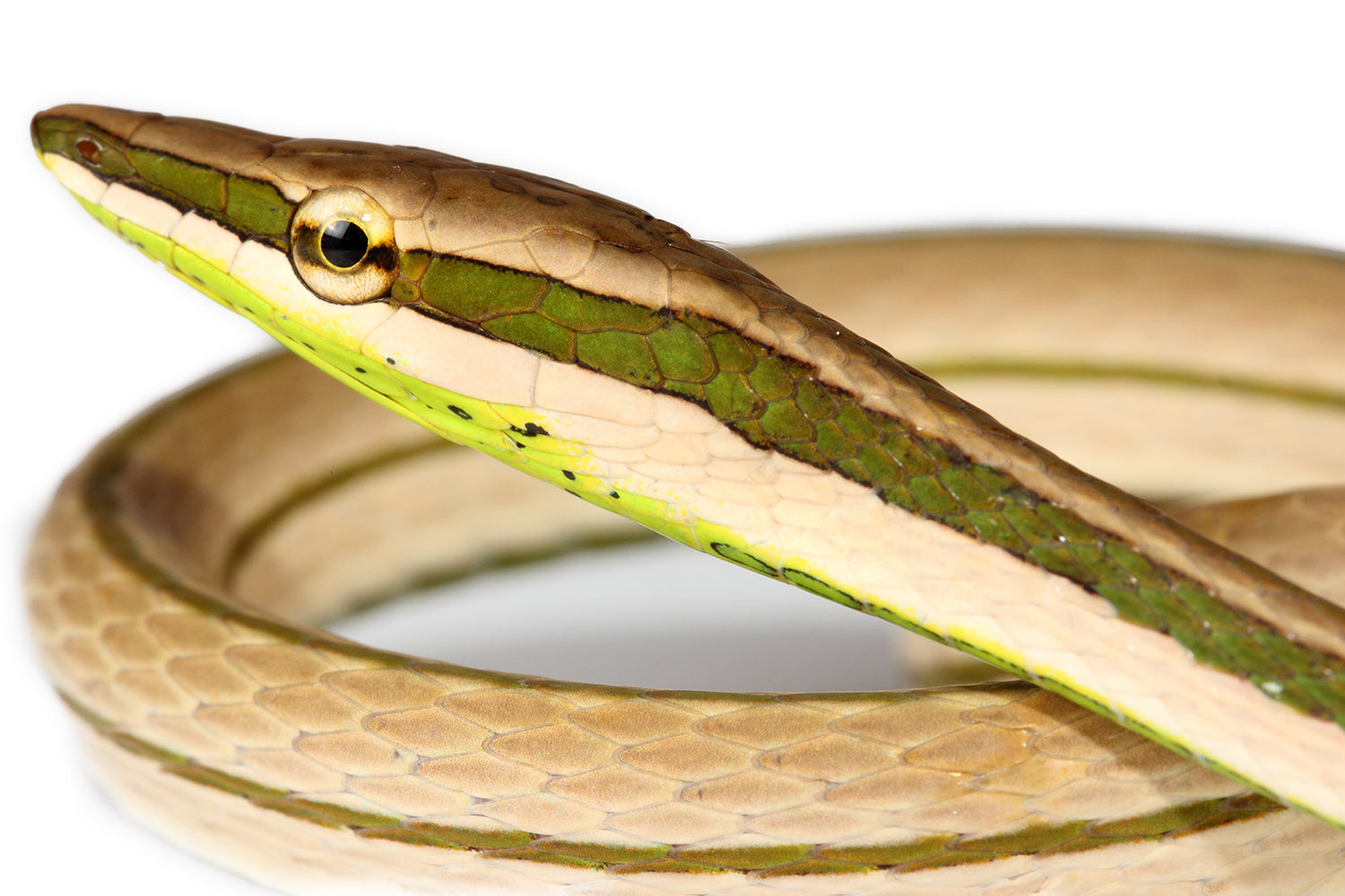 Collar Kaina - Serpiente liana plateada (Xenoxybelis argenteus)