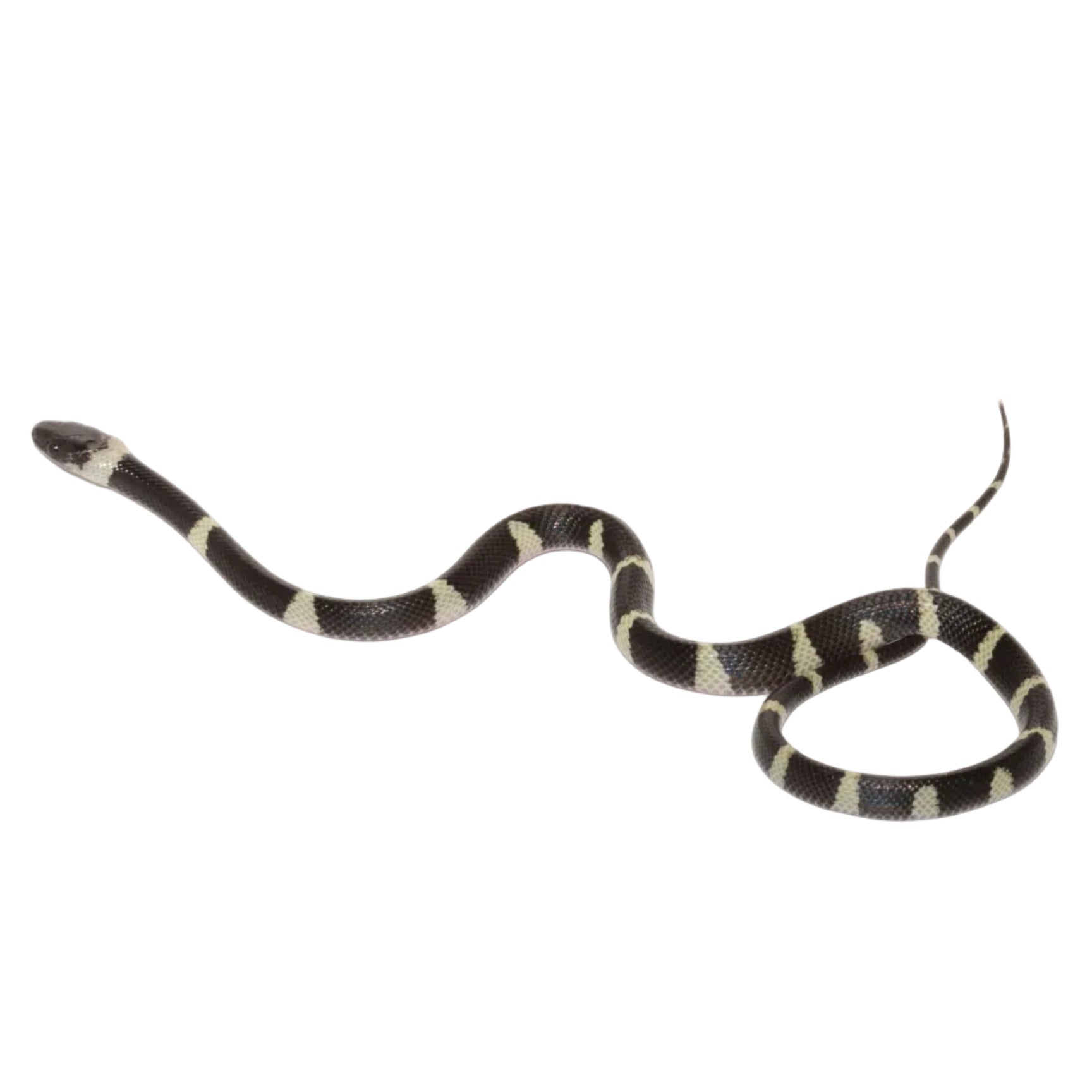 Kaina Necklace - Calico False Coralsnake (Oxyrhopus petola)